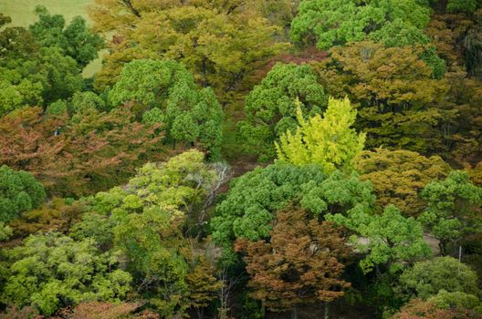 Colorful japanese deciduous forest canopy as seen from above in autumn in Osaka, Japan