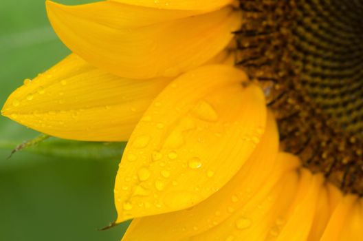 Detail of a part of a sun flower on a wet day