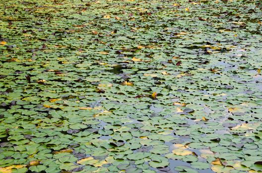 Natural green background of Nymphaea leaves on a lake