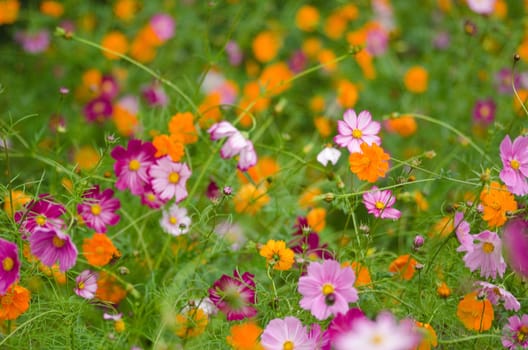 A field of cosmos flowers, Cosmos bipinnatus, in Japan