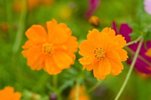 Two wet orange cosmos flowers, Cosmos bipinnatus, in Japan