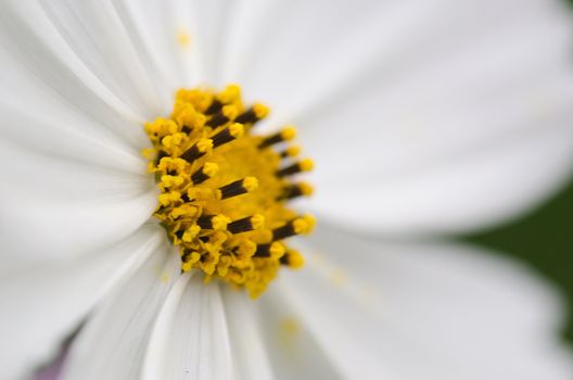Close-up of a single white cosmos flower, Cosmos bipinnatus