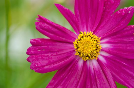 Close up of a single pink cosmos flower, Cosmos bipinnatus