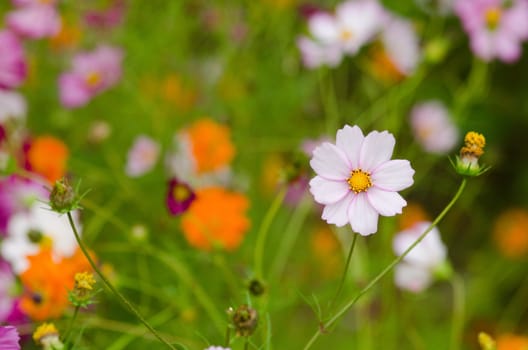 A field of cosmos flowers, Cosmos bipinnatus, in Japan