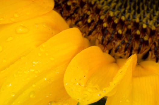 Detail of a part of a sun flower on a wet day