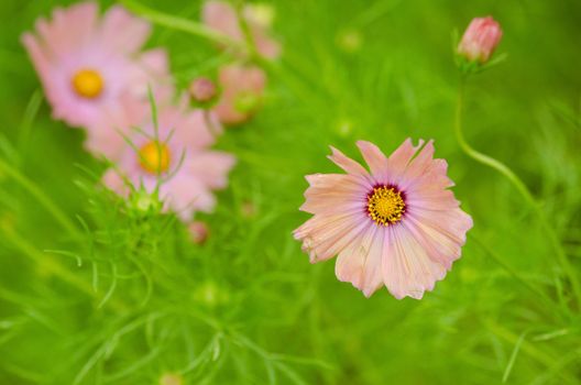 Pink cosmos flowers, Cosmos bipinnatus, on a rainy day