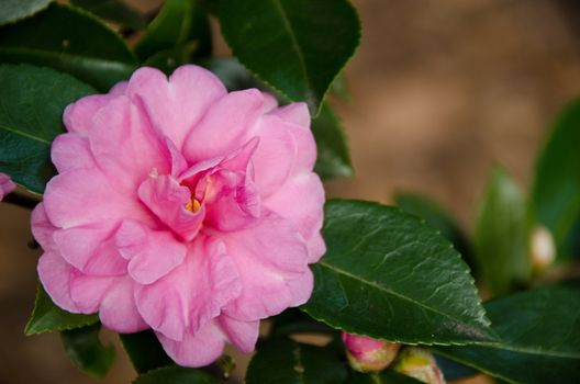 Pink flower of Japanese Camellia, Camellia japonica in sunlight