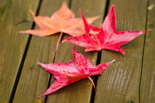 Red platanus leaves on a wooden surface in autumn, fall