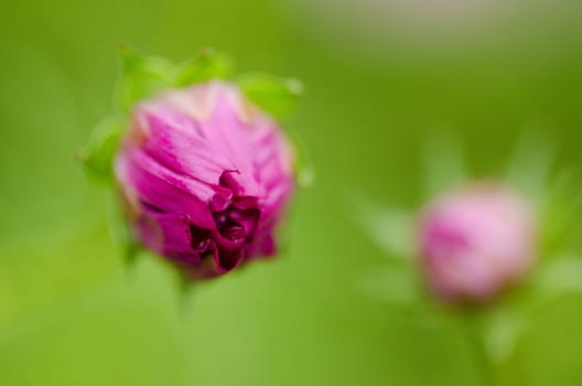 Close-up of the bud of a single pink cosmos flower, Cosmos bipinnatus