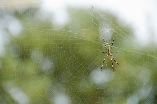 Female of a Golden silk orb-weaver spider, Nephila clavata on its net 