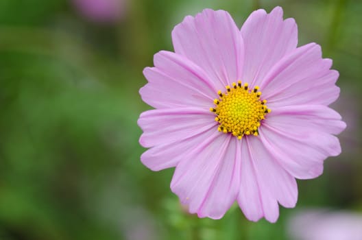 Close-up of a single pink cosmos flower, Cosmos bipinnatus