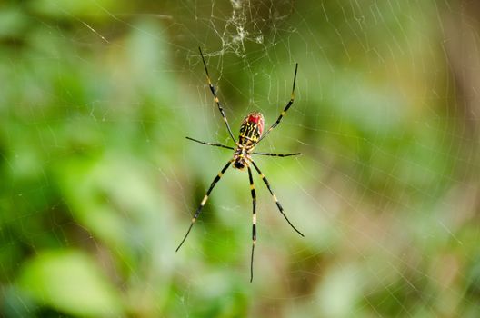 Female of a Golden silk orb-weaver spider, Nephila clavata on its net 