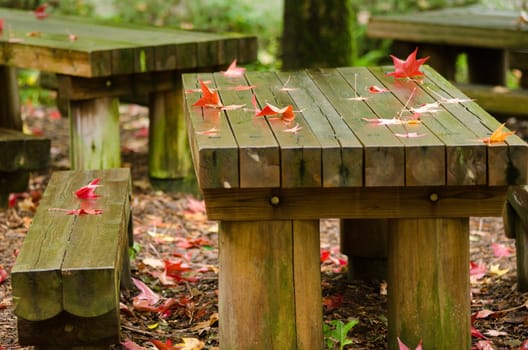 Red platanus leaves on a wet wooden table in autumn, fall