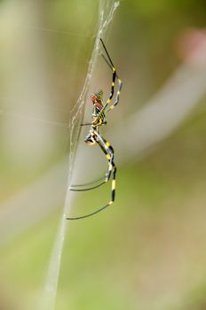 Female of a Golden silk orb-weaver spider, Nephila clavata on its net 