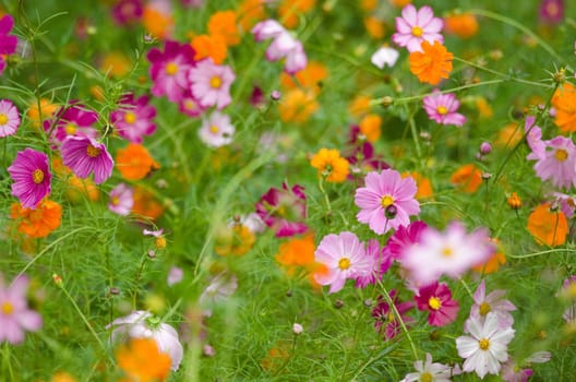 A field of cosmos flowers, Cosmos bipinnatus, in Japan