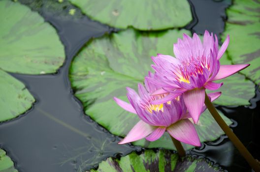 Detail of a purple water lily with copy space