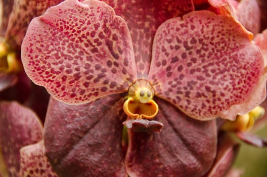 Closeup of a brown orchid flower background pattern