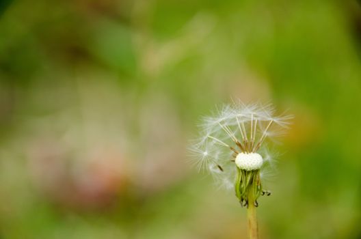 Blown dandelion head in front of a green background