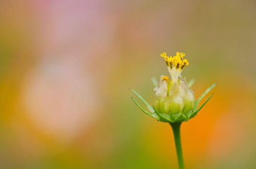 Close up of a single fading cosmos flower, Cosmos bipinnatus