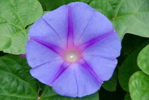 Flower of a purple convolvulus in front of green background