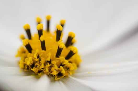Close-up of the stamen of a white cosmos flower, Cosmos bipinnatus