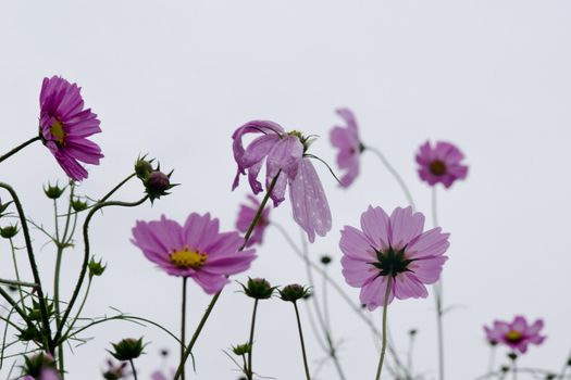 Pink cosmos flowers, Cosmos bipinnatus, in backlight on a rainy day in autumn