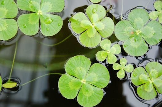 Water clover, Marsilea mutica, with four clover like leaves on water surface