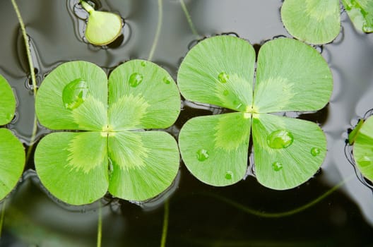 Water clover, Marsilea mutica, with four clover like leaves on water surface