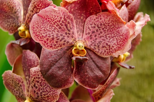 Closeup of a brown orchid flower background pattern