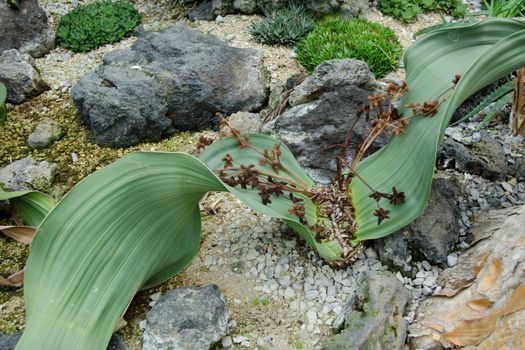 Welwitschia mirabilis a living fossil found in the namib desert within Namibia