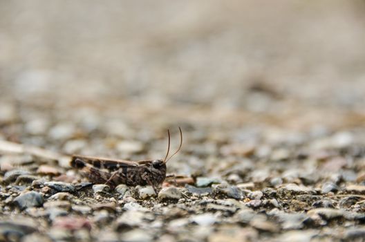 Brown grasshopper on gravel background very well camouflaged