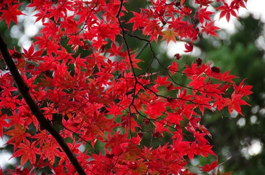Red leaves of the japanese maple Acer palmatum in autumn, foliage
