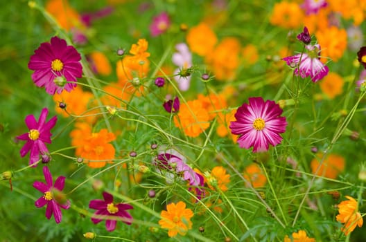 A field of cosmos flowers, Cosmos bipinnatus, in Japan