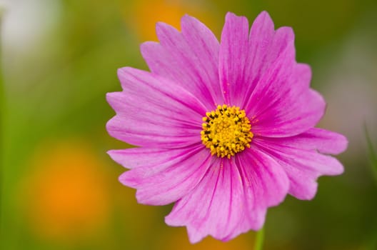 Close up of a single pink cosmos flower, Cosmos bipinnatus