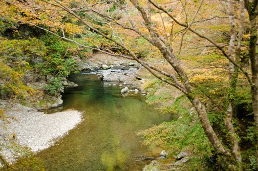 River and trees in autumn in japan with acer palmatum