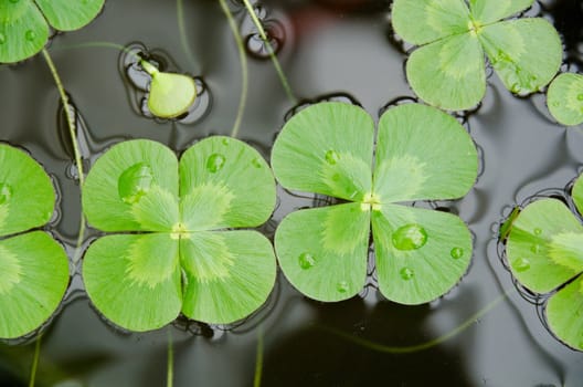 Water clover, Marsilea mutica, with four clover like leaves on water surface