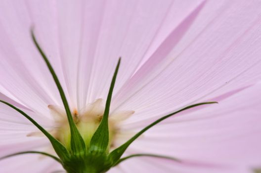 Close-up of a single pink cosmos flower, Cosmos bipinnatus, from behind