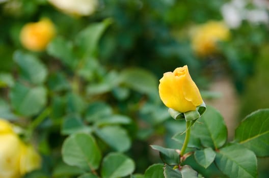 Detail of a yellow rose seen from the side