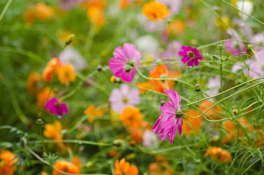 A field of pink and orange fading cosmos flower, Cosmos bipinnatus