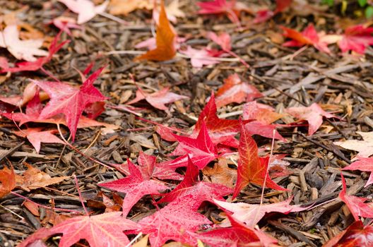 Red platanus leaves on forest floor on a rainy day in autumn, fall