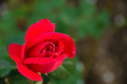 Detail of a red rose seen from the front