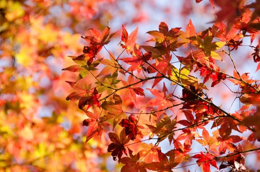 A branch of  red leaves of japanese maple in backlight, in front of a blue sky