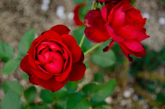 Detail of a red rose seen from the front