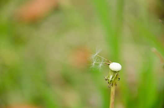 Blown dandelion head in front of a green background