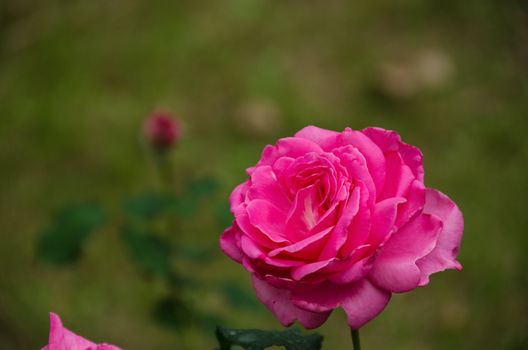 Detail of a pink rose seen from the side