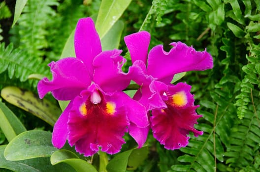 Purple orchid flowers in front of a green leafy background
