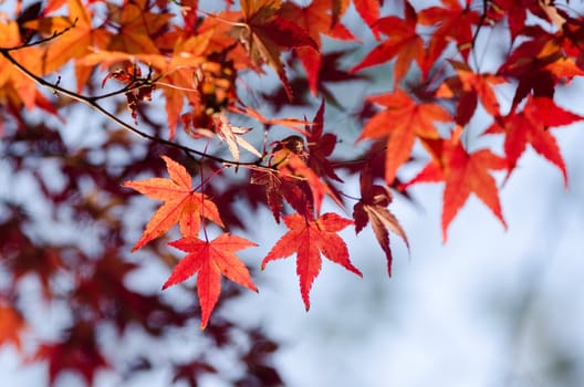 Red leaves of the japanese maple in autumn, foliage