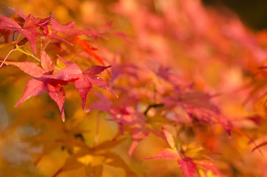 Red leaves of the japanese maple in autumn, foliage