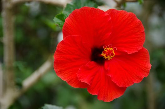 Red hibiscus flower in front of a green background