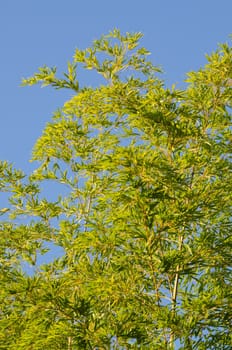 Background of a green japanese bamboo tree seen from below